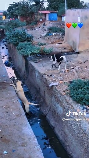 #SAMA28 #likes #likee #matingseason #creatorsearchinsights #trend #trending #makemetrend #animals #mating #tiktok #viral #foryoupage #foryou #makeme #makemefamous #viralvideo #trendingvideo #makemetiktokfamous