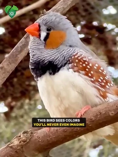 The Bird That Sees Invisible Colors