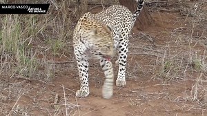 23K views · 13 reactions | Bienvenue dans la MARCO VASCO Expérience !...