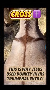 Wow! 😱 Now I know why Jesus used DONKEY in His triumphal entry in Jerusalem! 📖 #BibleTrivia #donkey #Jesus #Cross KNOW HIM MORE | KNOW HIM MORE