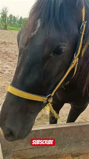 Beautiful Black Horse in Village Life