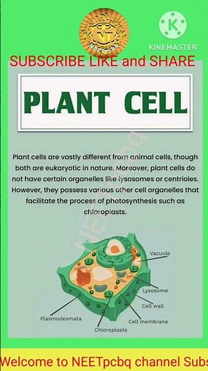 #Plant cells #structure #Science #Biology