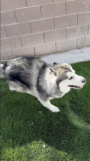 🐾💨 My Hyper Husky in Action! Funny & Energetic Dog Moments 🤣
