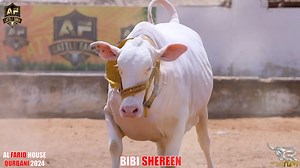 1.3K views · 36 reactions | 懶懶 AL FAREED MANZIL 冀冀 AF CATTLE FARM K TOP NOTCH COLLECTION APNE GHR پر QURBAN KRENGE…  ALHAMDULILLAH AND SAY MASHALLAH  AF CATTLE FARM  WAIT FOR THE NEXT YEAR GEMS… #CattlesWithRizvi #AFCATTLEFARM | Cattles With Rizvi | Facebook