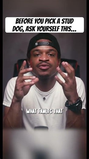 Before You Pick An American Bully Stud, Ask Yourself This…