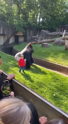BREAKING: Incredible Close Call at Orlando Zoo – Boy Enters Gorilla EnclosureOn January 7, 2026, shortly after noon, visitors at the Orlando Zoo in Florida were left in shock when a 4-year-old boy climbed over the safety barrier and entered the silverback gorilla habitat.The crowd immediately erupted in panic as the large gorilla moved toward the child, with screams and desperate shouts echoing across the viewing area.In a moment that defied expectations, the gorilla approached calmly, gently sn