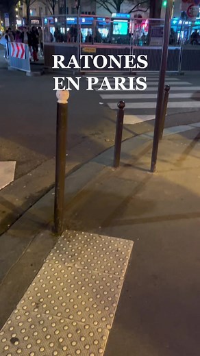 Cooking Ratatouille in Paris Kitchen Scene