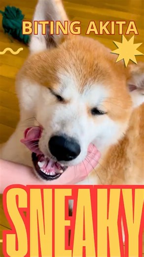 That BITE Was Unexpected! Sneaky Akita Outsmarts Its Owner