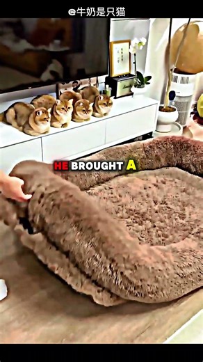 This Cat Was So Confused 😂🐾#usa