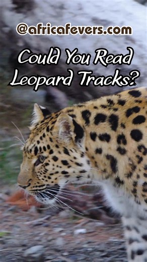 Would you read leopard tracks? ✔ Round pads, no claw marks = cat ✔ Drag grooves can reveal a hidden kill ✔ Track freshness changes your plan Tracking turns guesses into solid sightings 🐾🔎 Follow the link for the quick five-step method. #tracking #leopard #Kruger #fieldskills #animalbehaviour #safari #wildlife #AfricaFevers | AdventurousAfrica