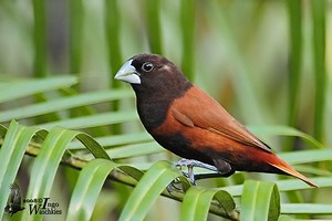 Chestnut munia - Alchetron, The Free Social Encyclopedia