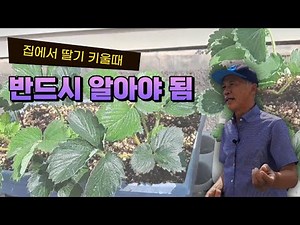 일반인이 집에서 딸기를 키운다면 꼭 알아야 하는 것