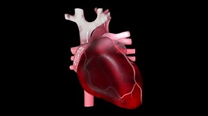 This Video Shows Human Heart That Stock Footage Video (100% Royalty-free) 1043222545 | Shutterstock