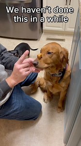 We haven’t practiced this trick in a while… and it shows 😭😂Why do Golden Retrievers act like it’s their first day of school every time? 🐶 #dogreels #funnydog #dogmomlife #dogtricks #goldenretriever | Golden Paws