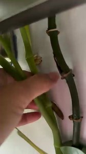 🌿🍀🌱🌴🌵 @plants.and.craft.by.radhi 's monsteras and pothos love sticking their Aerial roots to the wall and she is ok with that. She is constantly detaching them so they don't get bigger. Aerial roots help plants climb and improve their strength. You can trim them if you want (it will not hurt your plant) but Radhi tends to leave them alone. Do you trim aerial roots or you leave them alone ? #urbanjunglebloggers | Urban Jungle Bloggers