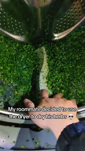 my roommate decided to use the dryer to dry his herbs