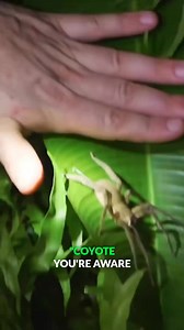 143K views · 958 reactions | This spider species really makes me nervous #wanderingspider #venomous #arachnid #coyotepeterson | Coyote Peterson | Facebook