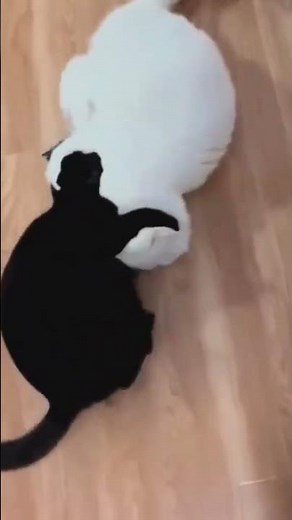 Los gatos más graciosos 😹 Gatos jugando y haciendo travesuras