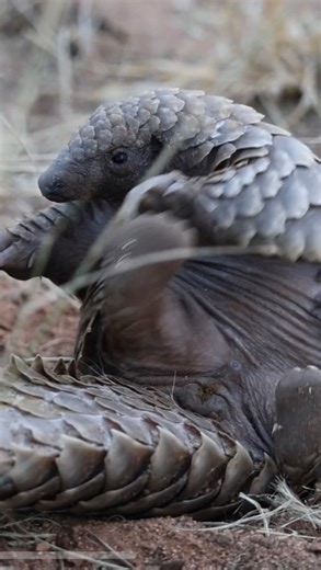 🛁 Self-Care Sunday, Pangolin Style! 💅 Even the world’s only scaly mammal needs a little me time! Pangolins LOVE a good self-care routine — but theirs might look a bit different than ours. Forget bubble baths and face masks… these shy creatures prefer rolling in dung, mud, and even their own urine! 💩💦 Yep, you heard that right! It may sound gross to us, but this messy method helps pangolins keep parasites at bay and leaves them feeling refreshed and protected. So next time you indulge in your