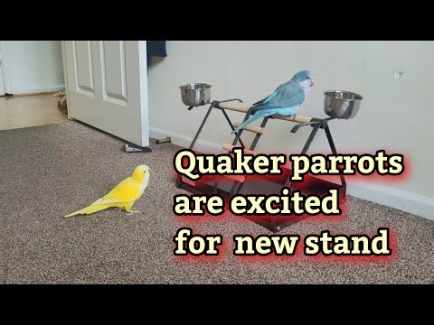 Quaker Parrots React to Their New Stand Funny & Adorable Parrot Behaviour Moments 🦜
