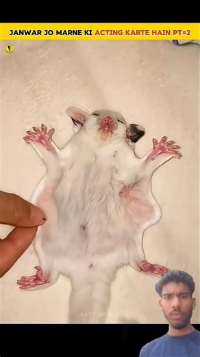 ये जानवर जो मरने की acting करते हैं।🤔🤯#animals #amazingfacts #shortvideo #sadanimalfact #eyecatchy