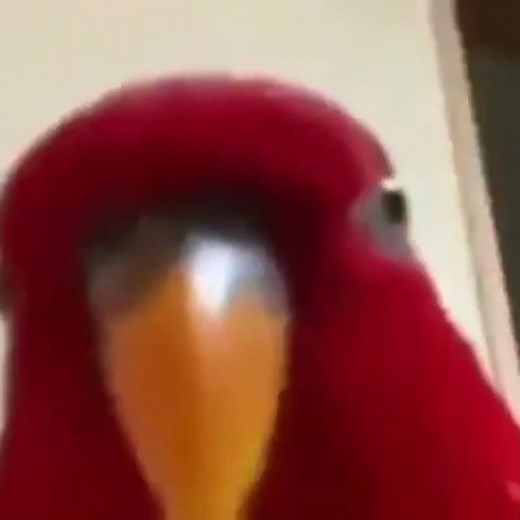 Red Parrot Meme + Staring and Dark Music