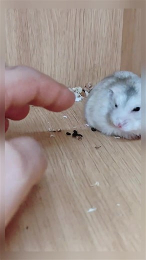 Cute Hamster Highlights