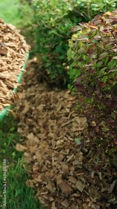 Vertical footage of adding the wood chips around the hedge fence of the backyard on a sunny day