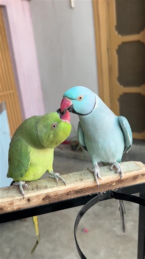 Learn Talking Tips for Indian Ringneck Parrots