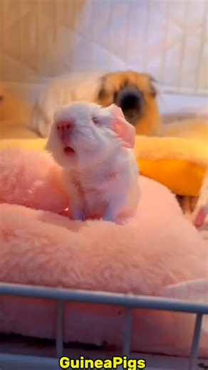 Cute Guinea Pig Care Tips for Pet Owners