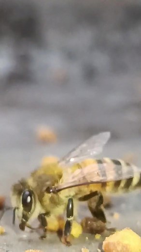 No food, no money, no one wants it. | QUEEN BEE | Facebook