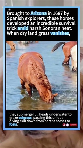 World’s Only Snorkeling Horses: Arizona Wild Horses Dive Underwater To Feed On River Grass#wildlife