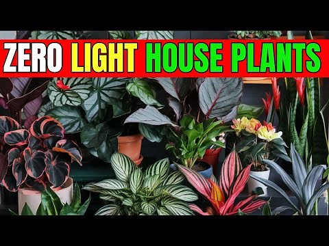 18 Gorgeous Houseplants That Thrive Without Sunlight