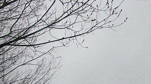 Walking in a moody scenic spring forest, looking up on dark tree tops. Slow motion.