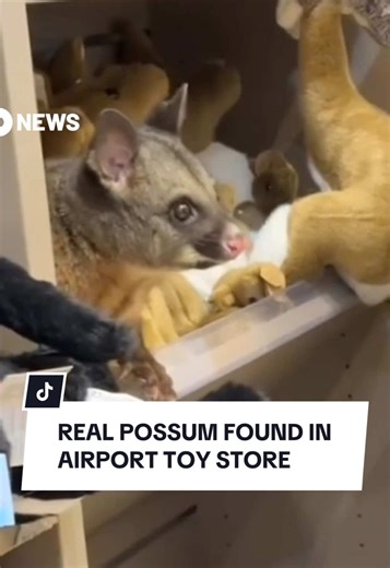 Possum Found Among Plushies at Hobart Airport
