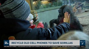 Recycle old cell phones to help save gorillas