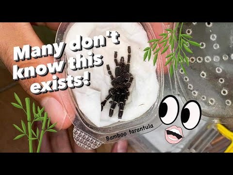 WE GOT NEW TARANTULAS !!! ~ RARE, NEWLY Discovered Species !!! (New intern LOL)