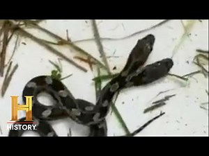 RARE TWO-HEADED SNAKE DISCOVERED | The Proof is Out There (Season 2) | Exclusive | History