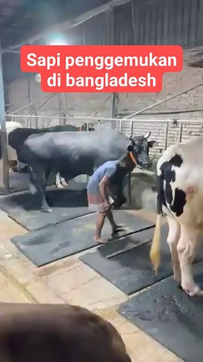 1.6M views · 5.5K reactions | Penggemukan sapi di bangladesh #sapi #peternakan #setiafarm | Anak'e Bpak Rejan | Facebook