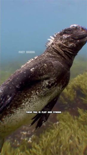 Sea Iguana Is the World’s Only Marine Lizard 😝 #facts #godzilla #shorts