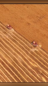 44K views · 357 reactions | Combine harvesters work fields in Shihezi, #Xinjiang Uygur Autonomous Region as the region enters peak wheat #harvest season. The fully mechanized process highlights efficiency upgrades in the region's grain production. #TrendinginChina | Xi's Moments | Facebook