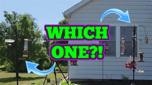 Watch Which Is The Best Bird Feeding Station? on Amazon Live