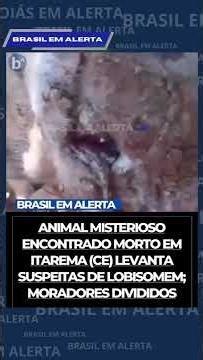 Werewolf in Brazil and the sow he attacked #curiosities #historicalcuriosities #podcast