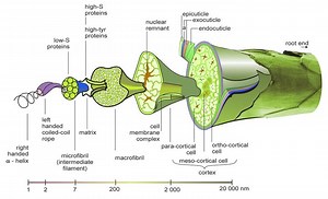 Wool Fibre Morphology | Part 03