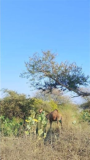 Camel Sounds in the Desert | Real Camel Voice 🐪 #sorts #animals #vairalshort #wildcamel