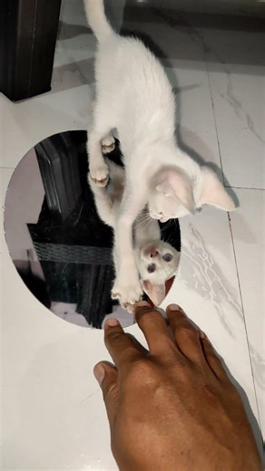 kitten playing with mirror reflection
