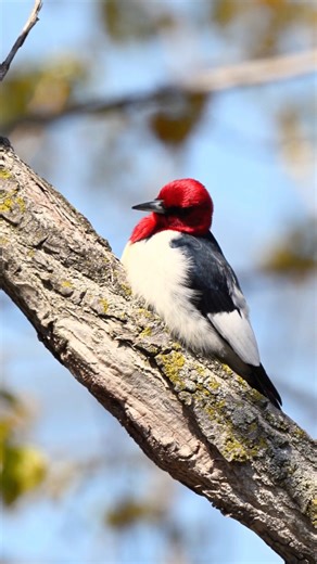 Red-headed Woodpecker (Melanerpes erythrocephalus) | #shorts #viralvideo #trending #birds #birdsong