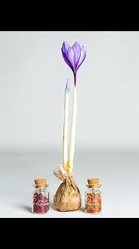 How to Pick and Peel Saffron flowers