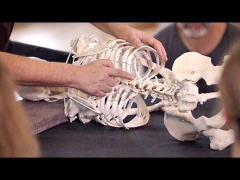 Feldenkrais Functional Integration: Demonstration on a skeleton and with one person