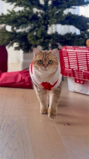 Pebbles & Bam-Bam on Instagram: "Here comes Santa Paws, here comes Santa Paws… trottin’ down my treat-lane 🎅🏻 ⠀ Vote 👇🏻: Nice List or Snack Thief? 😹 ⠀ ♡ ⠀ Happy birthday 🎂 @andthepetshaveit Augie @woodythewonderpup2022 @black.and.white.bentley @chef_boy_artie_cat ⠀ Happy gotcha day 🥳 @hobieandturbo Turbo ⠀ ⠀ ⠀ #catsofinstagram #santaiscoming #christmasseason #whiskers #catoftheday"